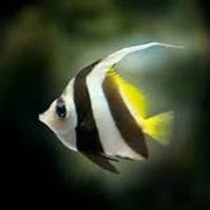 Meet your Posher, Isabelle